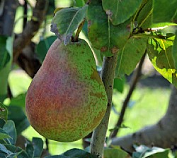 Pears (Nashi & Traditional)
