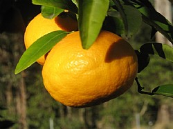 Oranges (Seville)