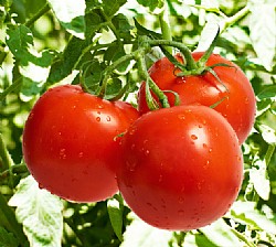 Tomatoes Seedlings