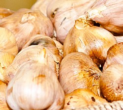 Garlic: Australian