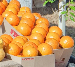 Oranges (Navel)