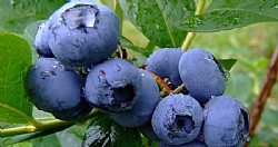 Blueberries