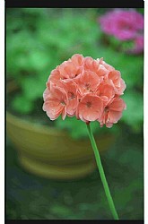 Geraniums