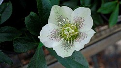 Hellebores